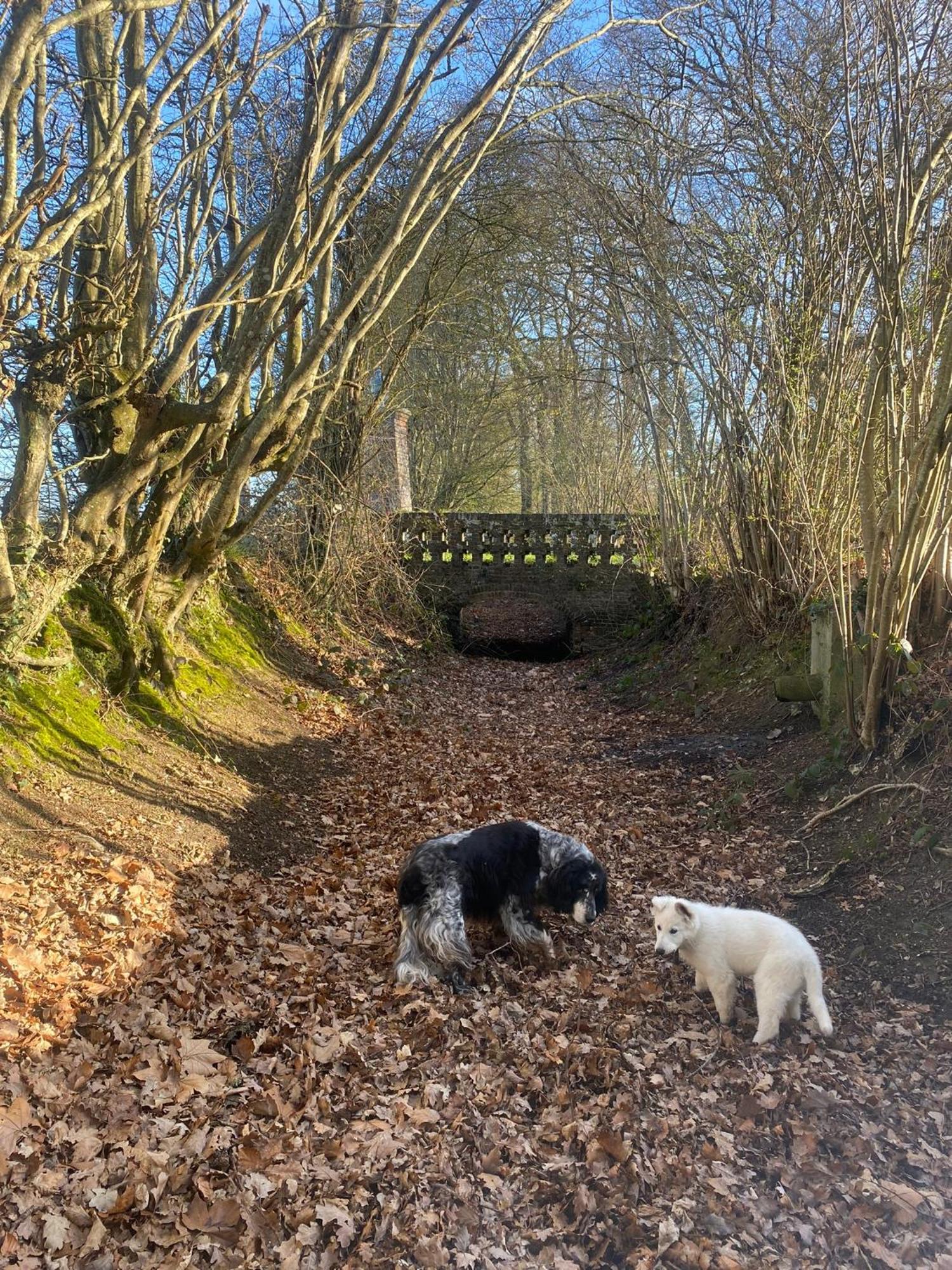 Le Rucher Bois-Normand-près-Lyre Exterior foto